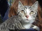 Zeal Domestic Shorthair Kitten Male