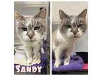 Sandy Domestic Shorthair Senior Female