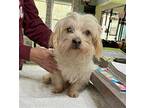Morty (NOT YET AVAILABLE) Maltese Adult Male