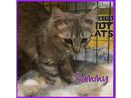 SAMMY Domestic Mediumhair Kitten Female