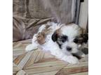 Shih Tzu Puppy for sale in Atwood, IL, USA