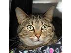 Ash Domestic Shorthair Adult Female