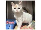 Dino Domestic Shorthair Kitten Female
