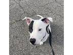 Mr. Muppet American Staffordshire Terrier Young Male