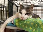 Walter Domestic Shorthair Senior Male