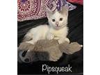 Pipsqueak Domestic Shorthair Kitten Female