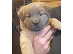 Peppermint Patty American Pit Bull Terrier Puppy Female