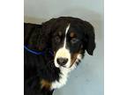 Bienne Bernese Mountain Dog Puppy Female