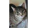 Milo Domestic Shorthair Adult Male