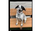 Ivy Australian Cattle Dog Young Female