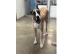 Gus Great Dane Young Male