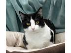 Clover Domestic Shorthair Young Female
