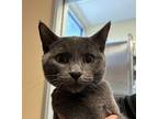 Meg Domestic Shorthair Kitten Female