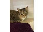 Ruby Domestic Shorthair Young Female