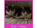 SKUTE / MINNIE Domestic Shorthair Young Female