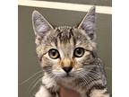 Gio Domestic Shorthair Kitten Male