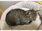 TOMMY Domestic Shorthair Adult Male