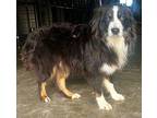 Porthos Australian Shepherd Young Male