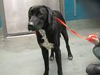 Bojack Labrador Retriever Adult Male