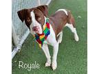 ROYALE Pointer Adult Female