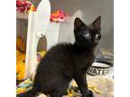 Beet Root Domestic Shorthair Kitten Male