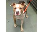Pink Dragon Butterfly American Staffordshire Terrier Adult Female