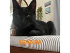 Shadow Domestic Shorthair Kitten Female