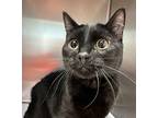 Calvin Domestic Shorthair Young Male