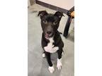 Axel Mixed Breed (Medium) Puppy Male