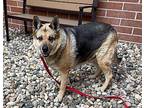 Spicy German Shepherd Dog Senior Female