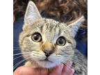 George Domestic Shorthair Kitten Male