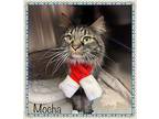 MOCHA Domestic Longhair Adult Male