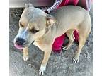 Sandra Dee "Sandy" American Staffordshire Terrier Puppy Female