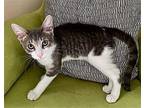 Looney Domestic Shorthair Young Male