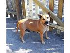 Brenda Black Mouth Cur Adult Female