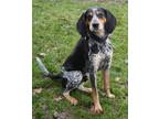 Baloo Bluetick Coonhound Adult Male