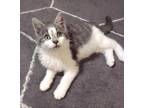 Chamberlain Domestic Shorthair Kitten Male