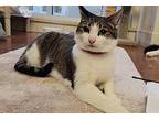 Charlie Domestic Shorthair Young Male