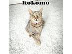 Kokomo Domestic Shorthair Young Female