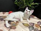 Alta Domestic Shorthair Kitten Male