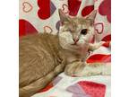 6065 Bless Domestic Shorthair Adult Male