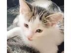 Possum Domestic Shorthair Kitten Male