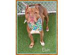 ELVIN American Staffordshire Terrier Adult Male