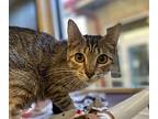 Hermosa Domestic Shorthair Young Female