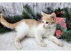 Daydream Believer Domestic Shorthair Kitten Male