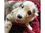 Badger Australian Shepherd Puppy Male