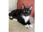 Frito Domestic Shorthair Young Female