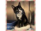 SAMSON Domestic Shorthair Adult Male