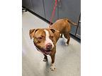 Ned American Pit Bull Terrier Young Male