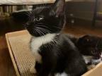 Skittles Domestic Shorthair Young Male